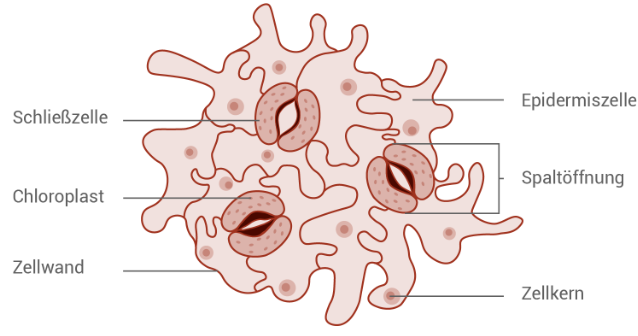 Schematische Darstellung von Epidermiszellen einer Pflanze mit Spaltöffnungen, Schließzellen und Chloroplasten.